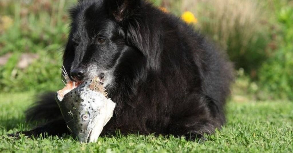 Do Dogs Eat Fish 