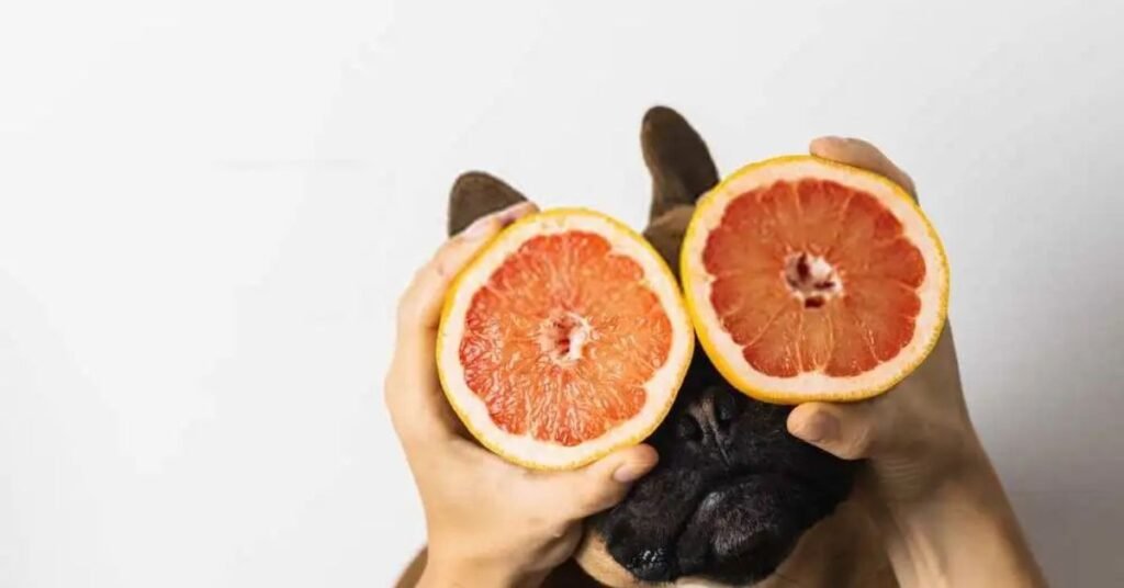 Can Dogs Eat Grapefruit 