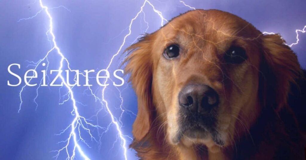 Focal Seizures in Dogs