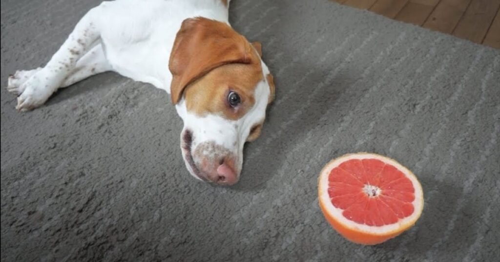 Can Dogs Eat Grapefruit 