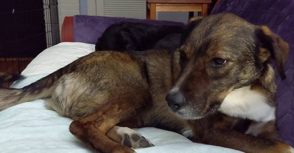 Focal Seizures in Dogs