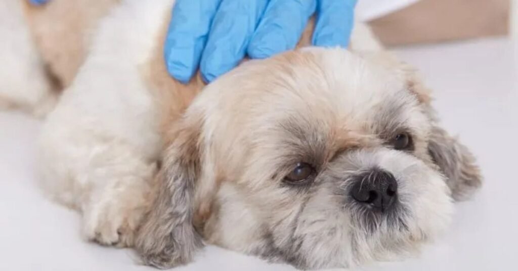 dog throwing up blood