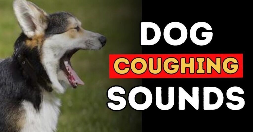 Dog Coughing and Gagging