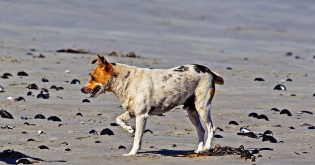 Dog Limping Front Leg 