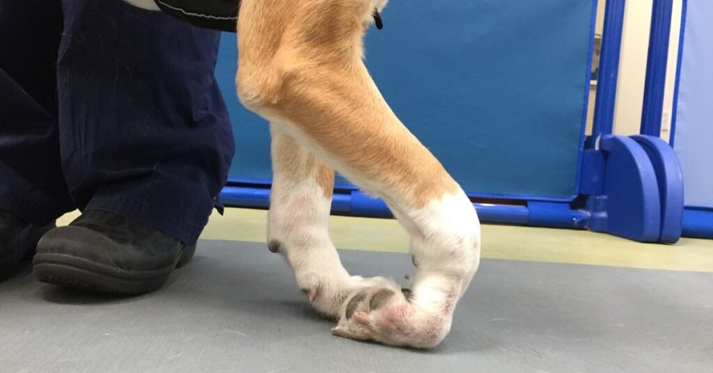 Dog Limping Front Leg 