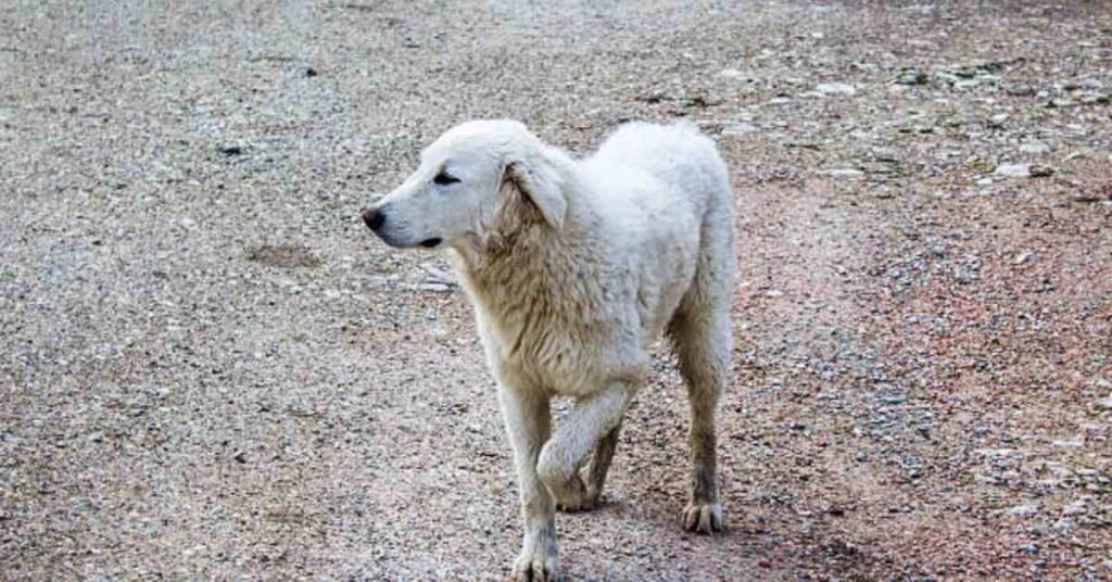 Dog Limping Front Leg 