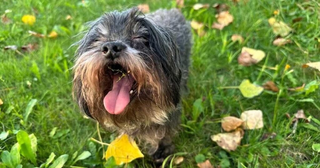 Dog Coughing and Gagging