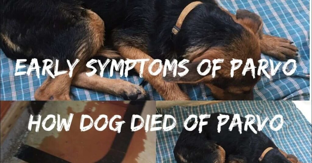 Parvo Vaccine for Dogs 