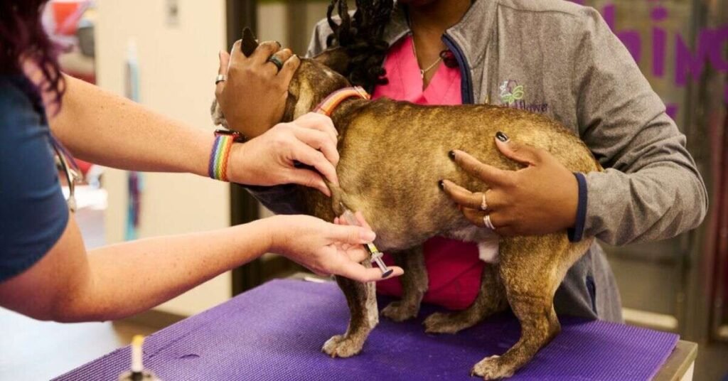 Parvo Vaccine for Dogs 