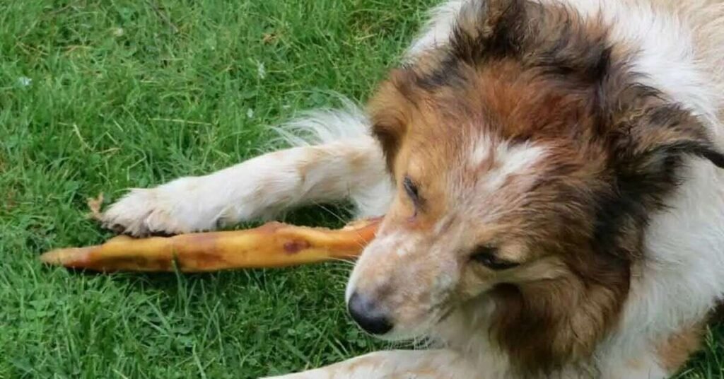 Dog Ate Chicken Bones
