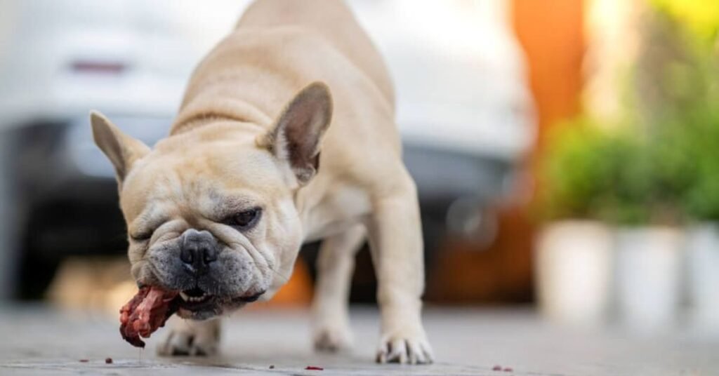 Dog Ate Chicken Bones