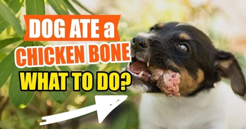 Dog Ate Chicken Bones