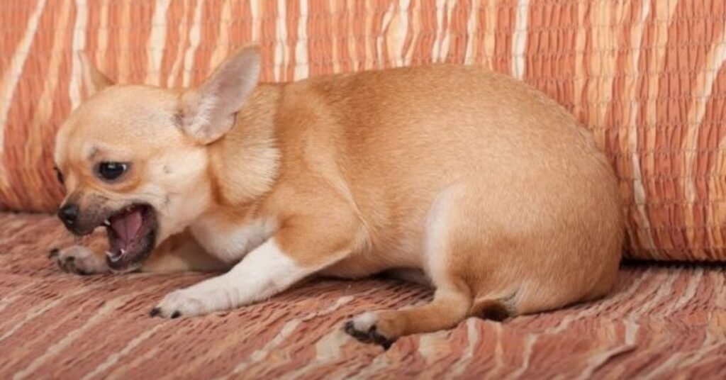 Dog Ate Chicken Bones