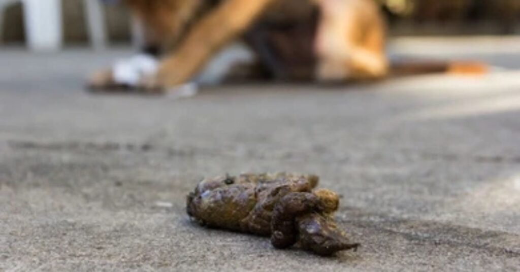Green Feces in Dogs