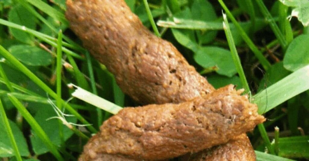 Green Feces in Dogs