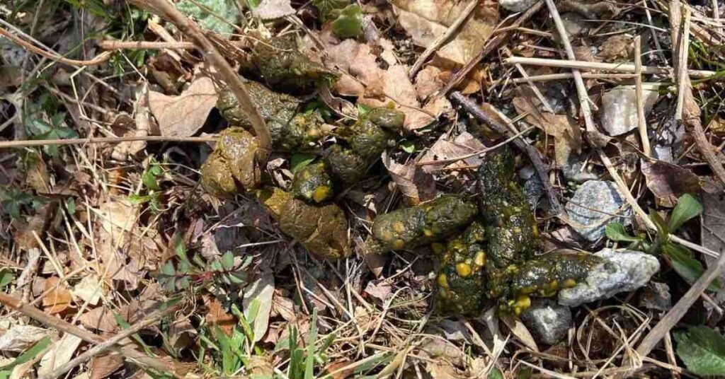 Green Feces in Dogs