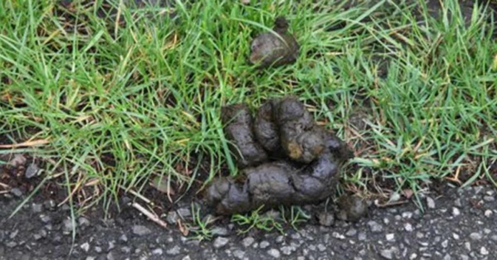 Green Feces in Dogs