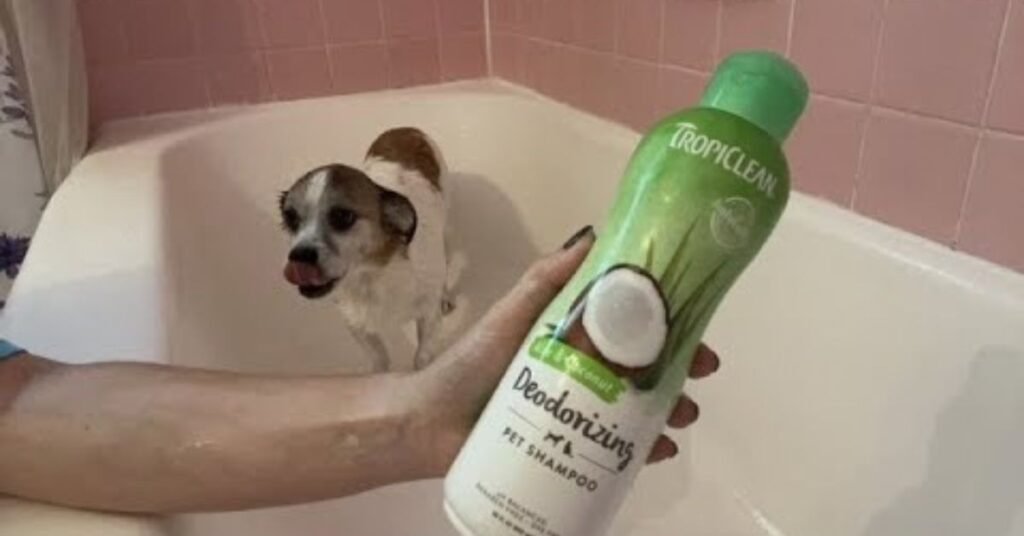 Shampoo for Hypoallergenic Dogs 