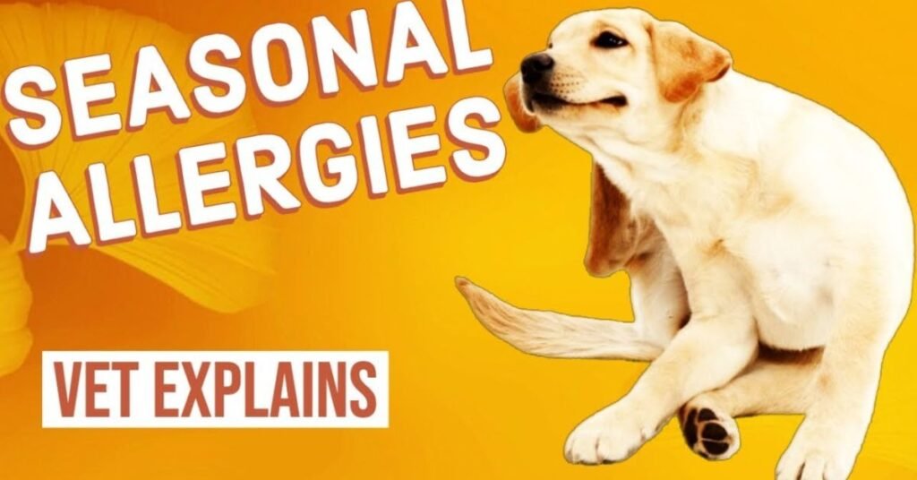 Shampoo for Hypoallergenic Dogs 