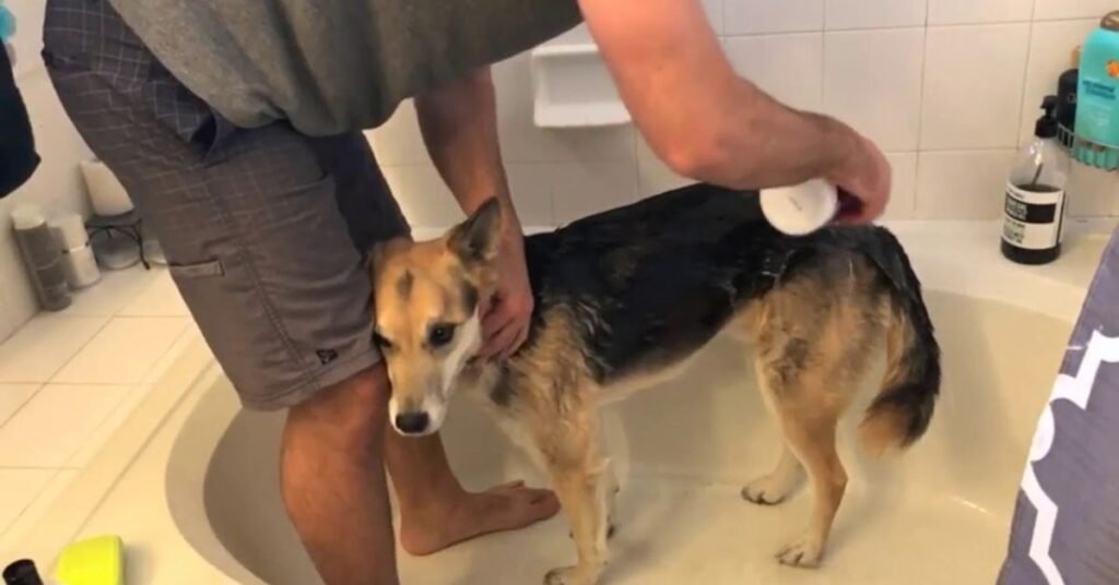 Hypo Shampoo for Dogs