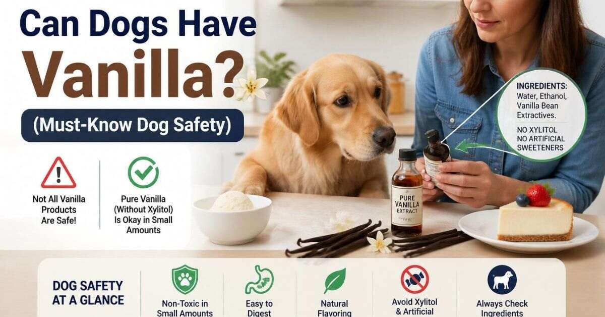 Can Dogs Have Vanilla