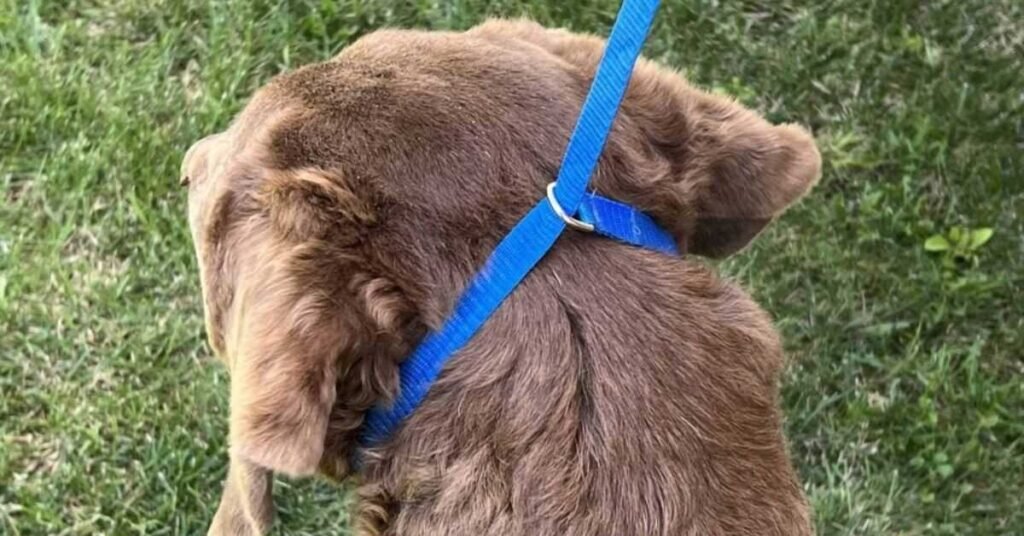 Slip Lead for Dogs 