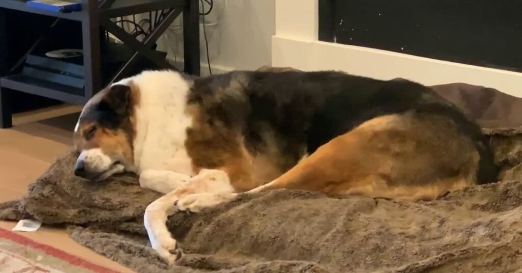 Dog Barking in Sleep 