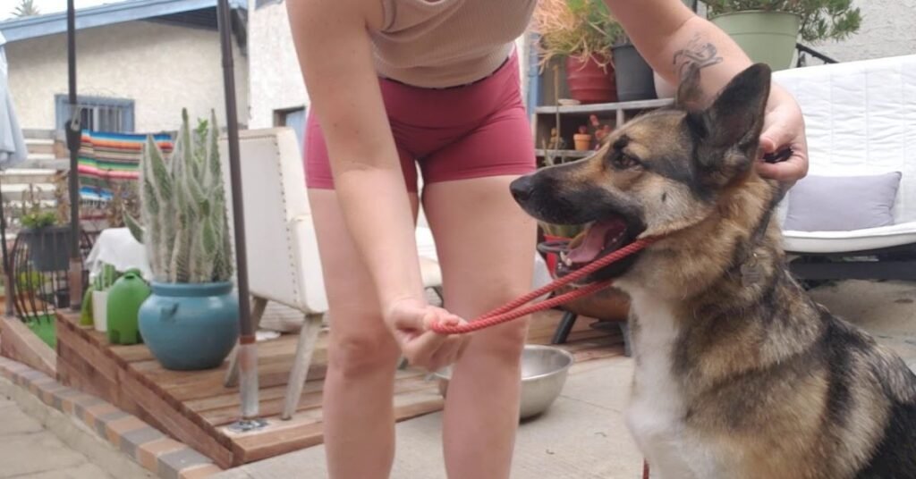Slip Lead for Dogs 