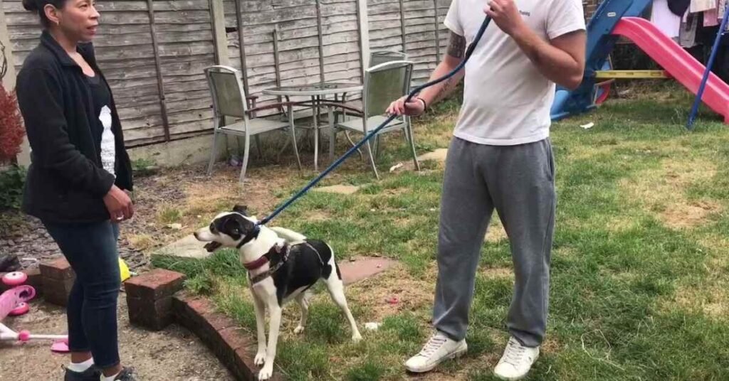 Slip Lead for Dogs 
