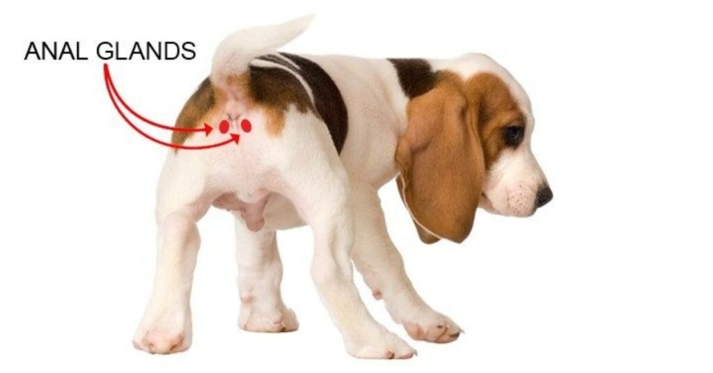 Dog Anal Gland Problems