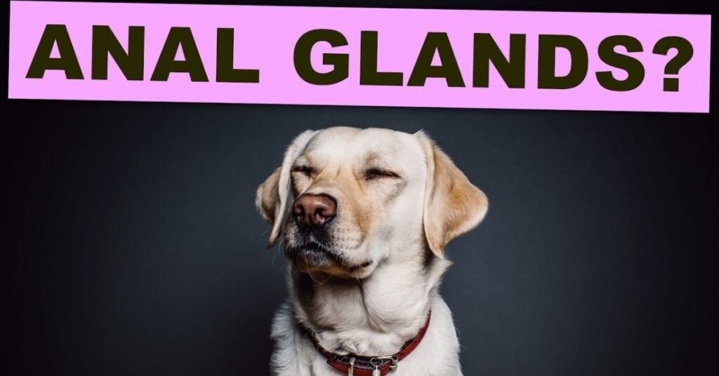 Dog Anal Gland Problems
