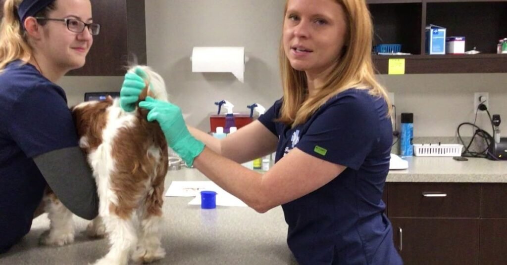 Dog Anal Gland Problems