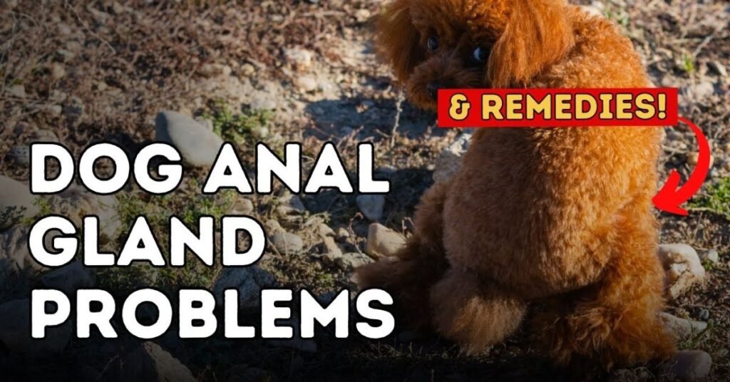 Dog Anal Gland Problems