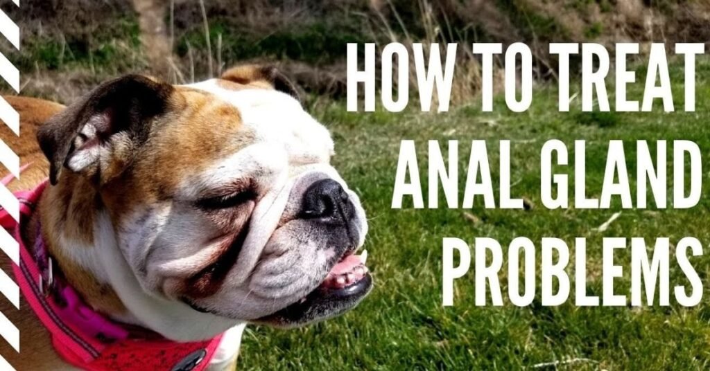 Dog Anal Gland Problems