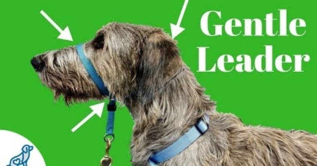 Gentle Leader for Dogs 