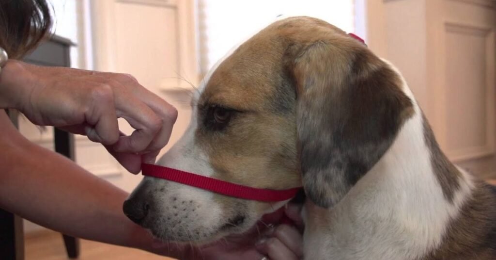 Gentle Leader for Dogs 