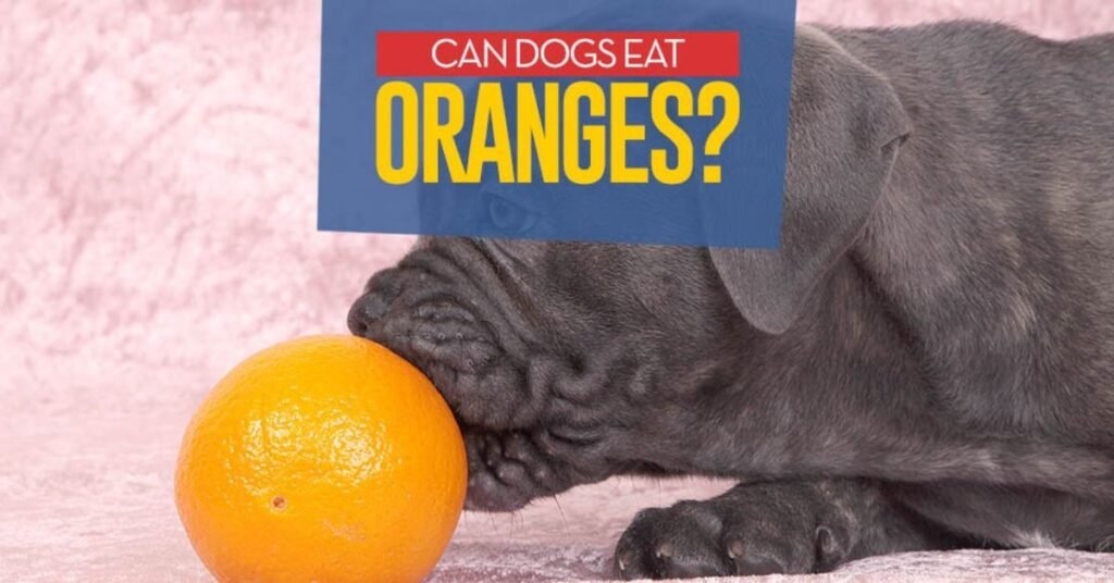 Can Dogs Eat Orange
