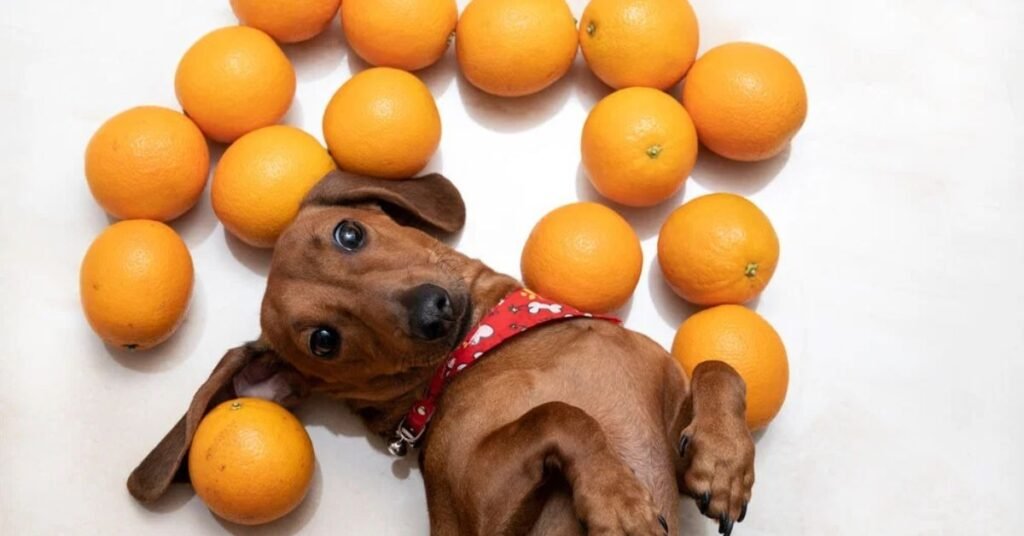 Can Dogs Eat Orange