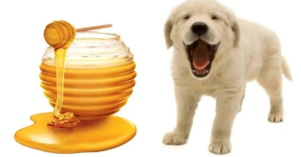 Manuka Honey for Dogs 