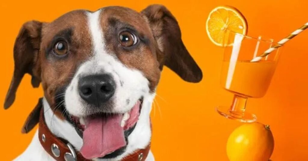 Can Dogs Eat Orange