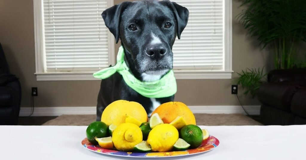 Can Dogs Eat Orange