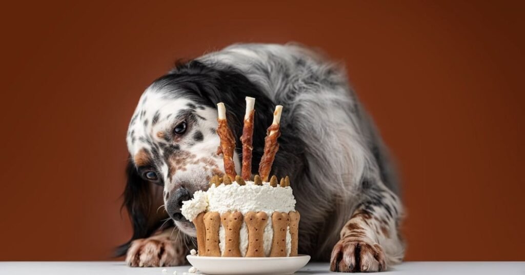 can dogs eat cake