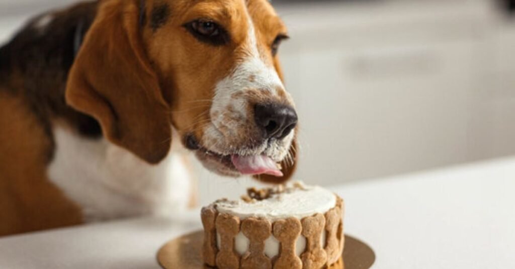 can dogs eat cake