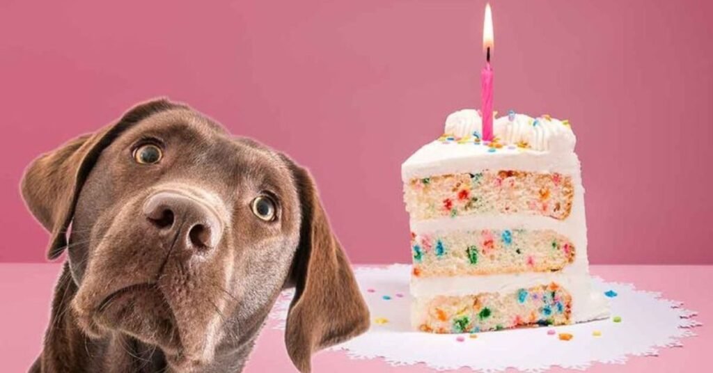 can dogs eat cake