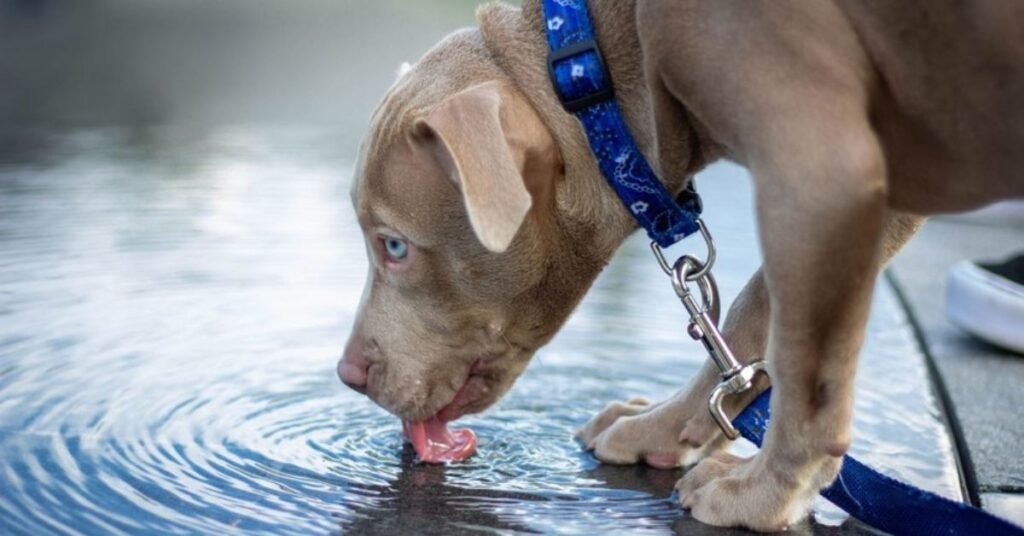 Dog Not Drinking Water