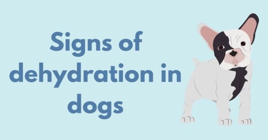 Dog Not Drinking Water