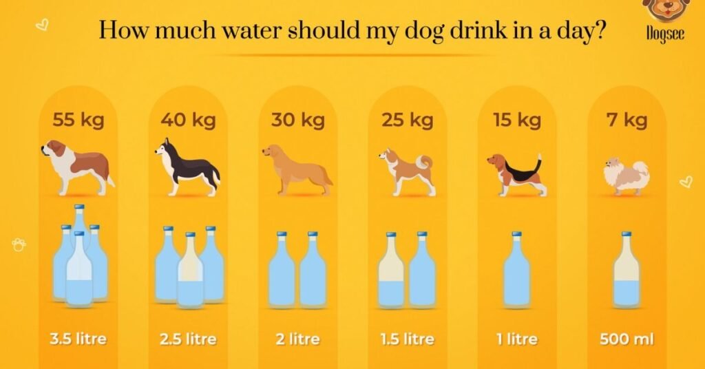 Dog Not Drinking Water