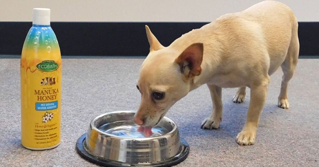 Manuka Honey for Dogs 