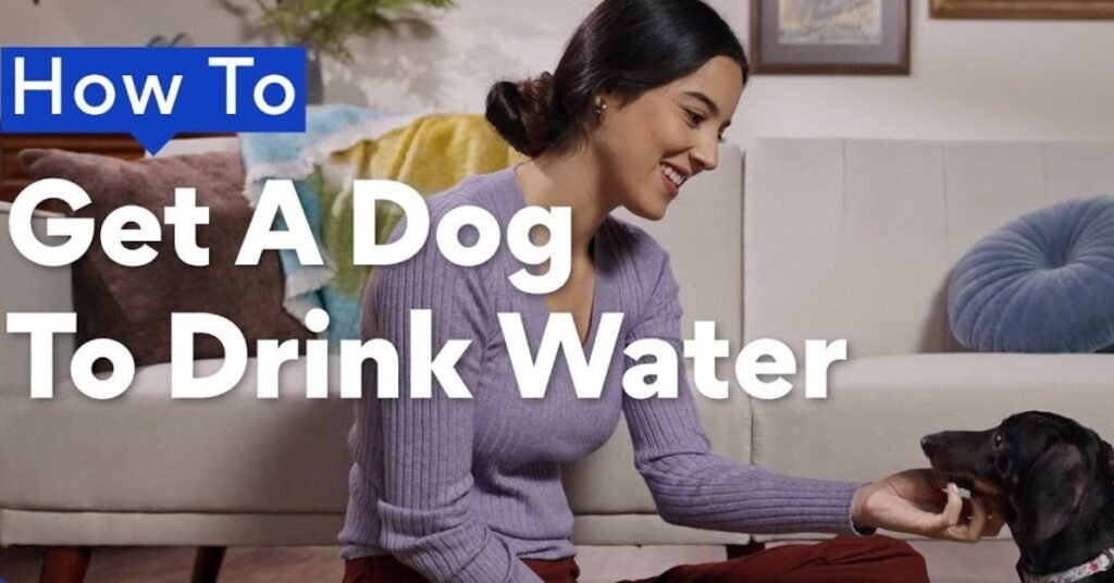Dog Not Drinking Water