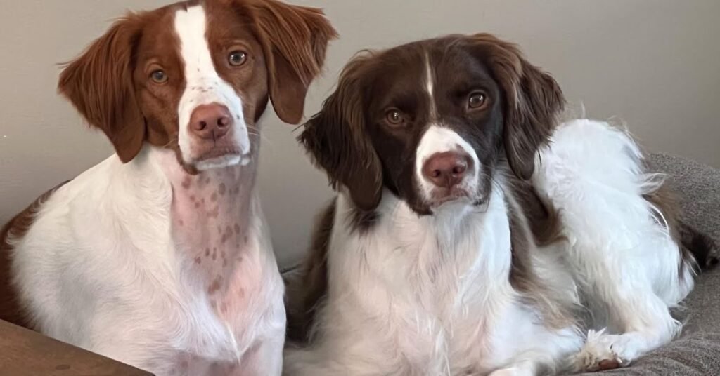 brittany spaniel dog food